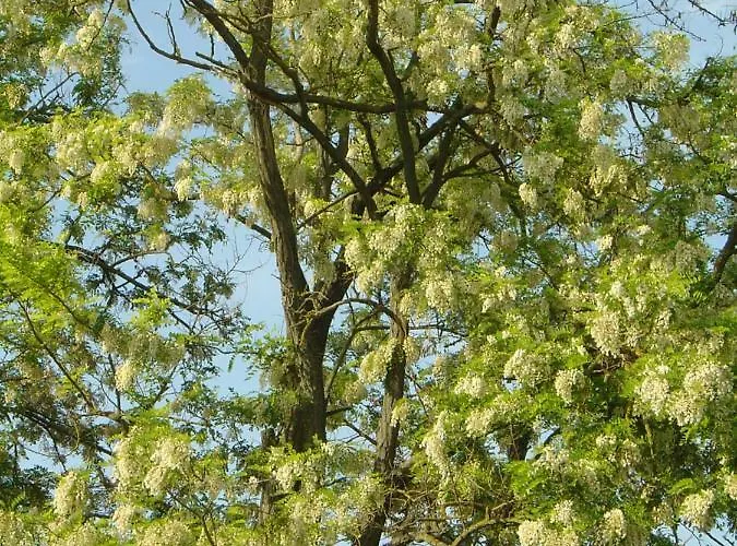 Ferien Im Naturschutzgebiet Apartman *